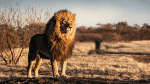 a photo of a lion standing