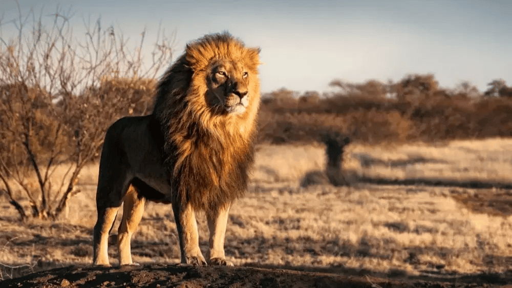 a photo of a lion standing